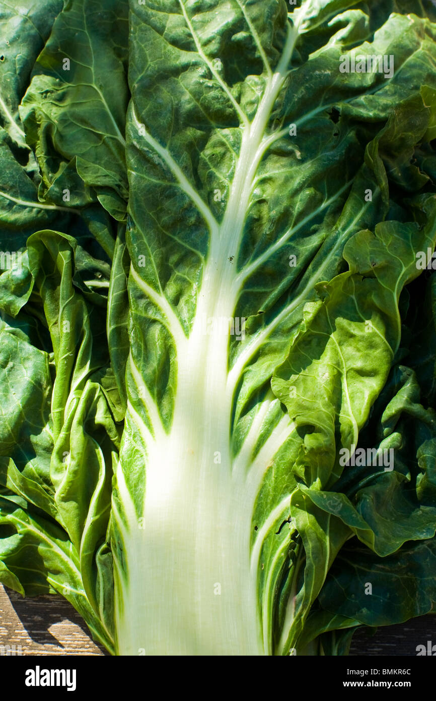 Organici di bietole (Beta vulgaris) cresciuto in Provenza, il sud della Francia. Foto Stock