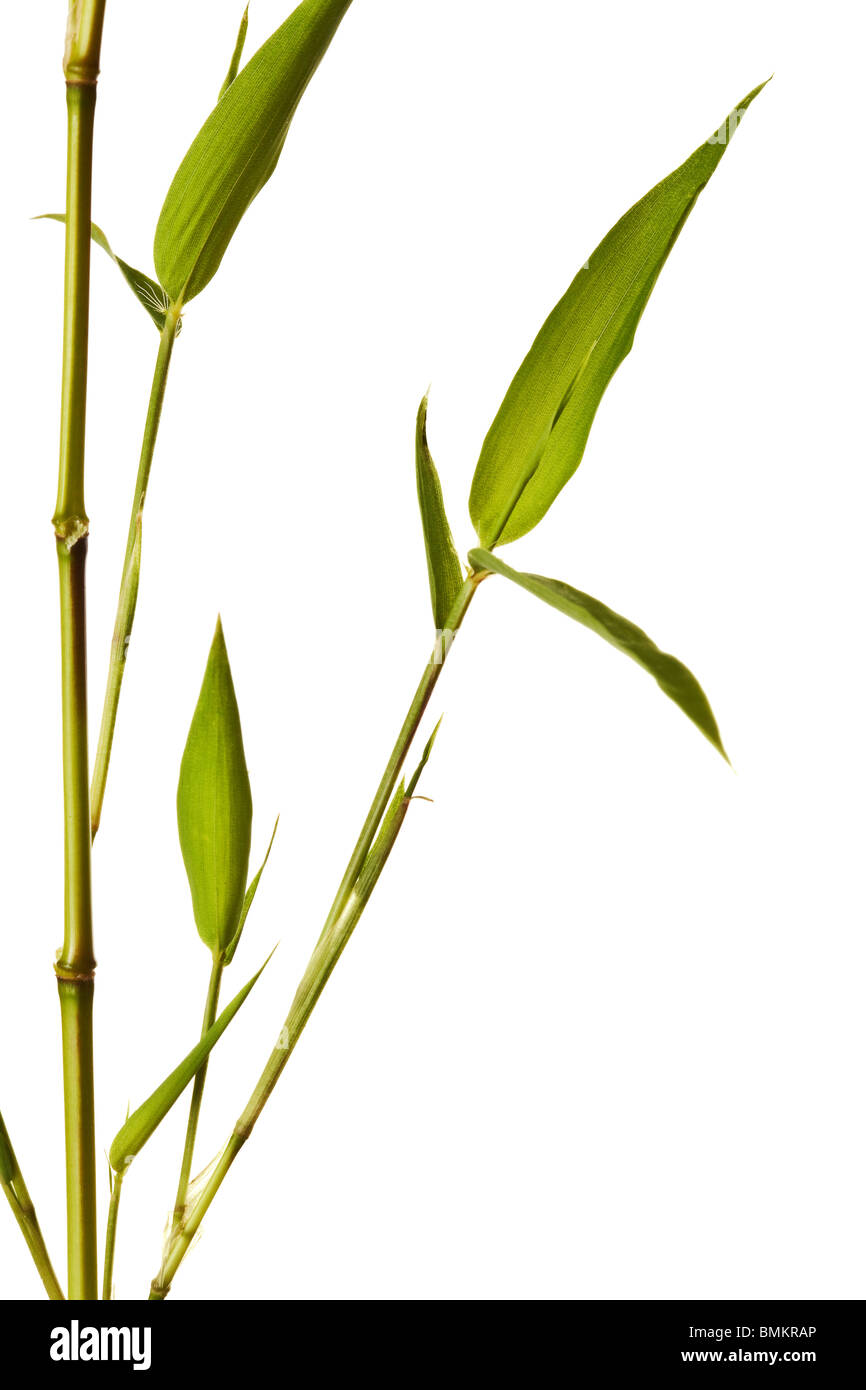 Il bambù isolati su sfondo bianco Foto Stock