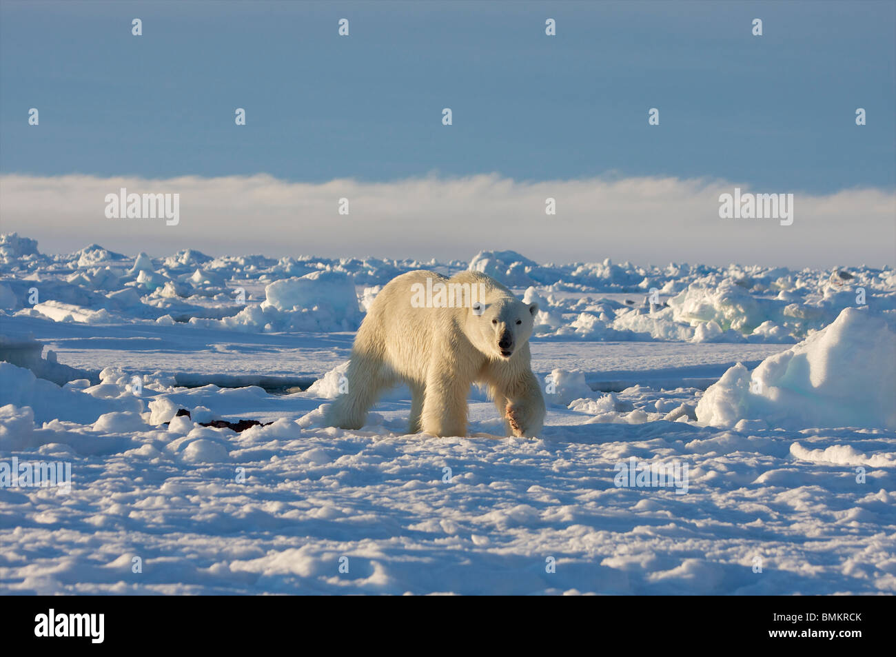 Orso polare a 2am nell'artico canadese alimentazione su una guarnizione cerchiati. Presa sul bordo floe al di fuori della vasca di ingresso, Isola Baffin. Foto Stock