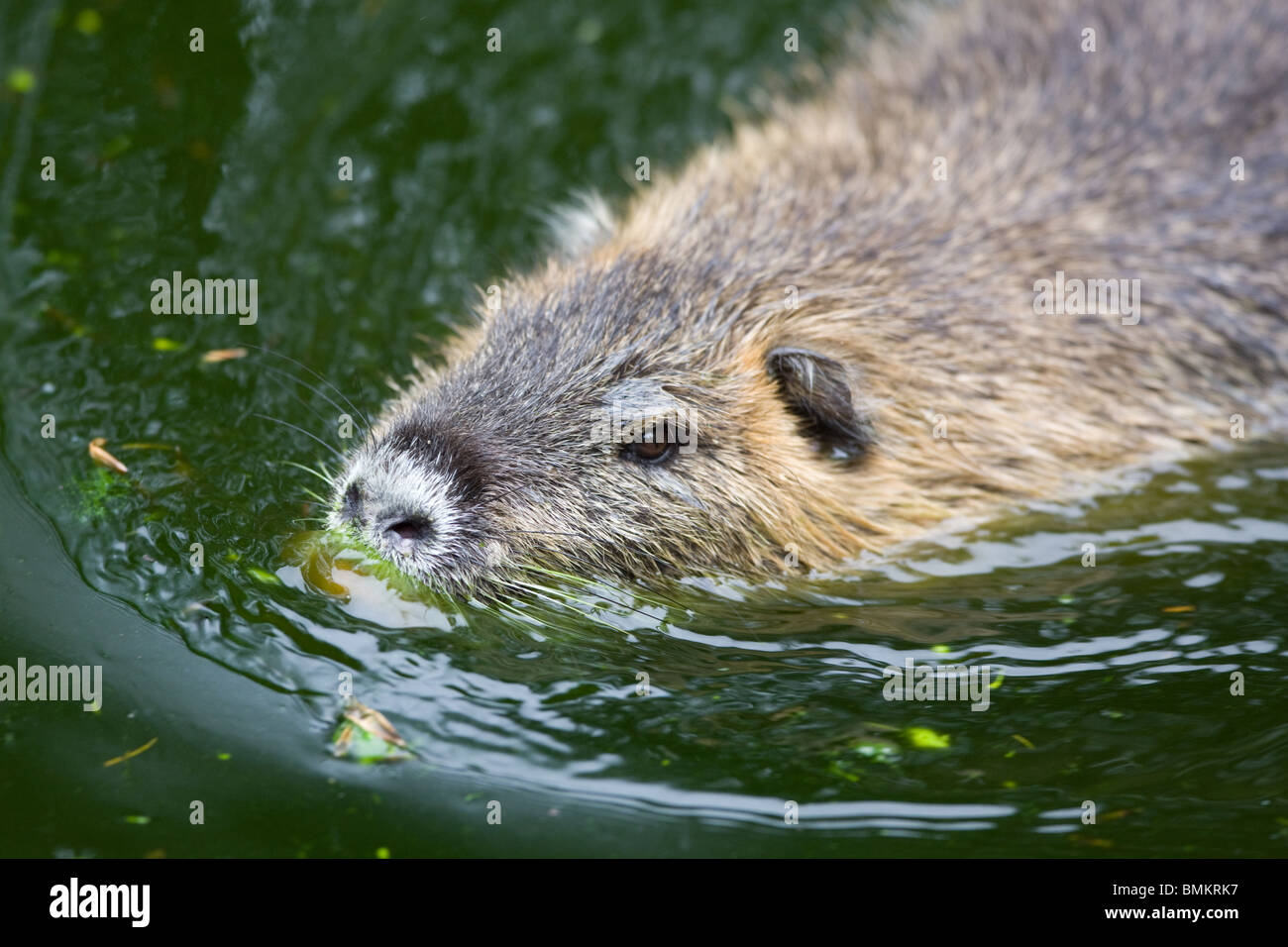 Coypu o Nutria - Myocastor coypus Foto Stock