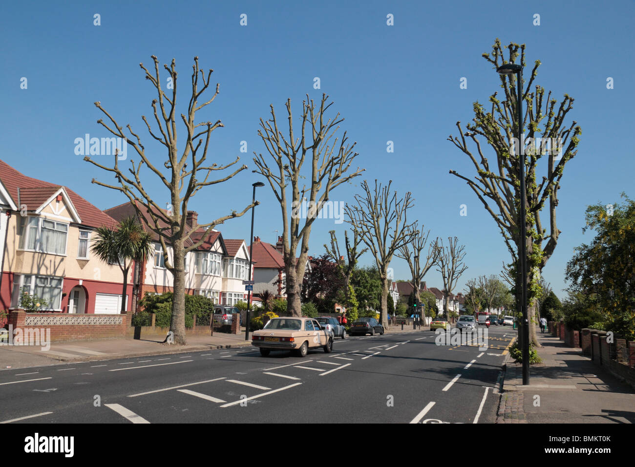 Fortemente potate (pollarded) alberi su Boston Road, Hanwell, London, Regno Unito. Foto Stock