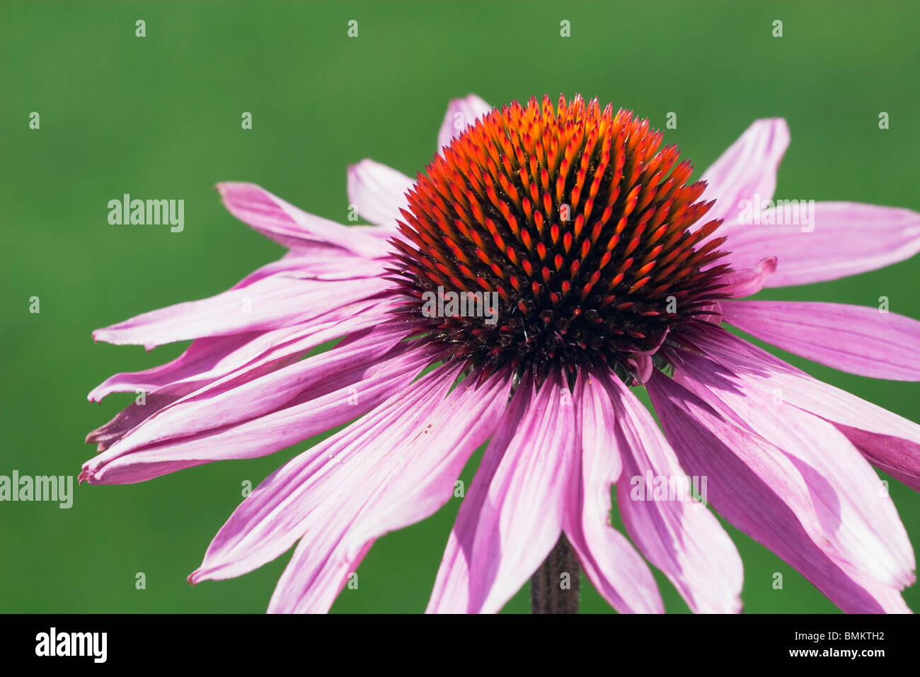 Echinacea Fiore (Echinacea pallida) Foto Stock