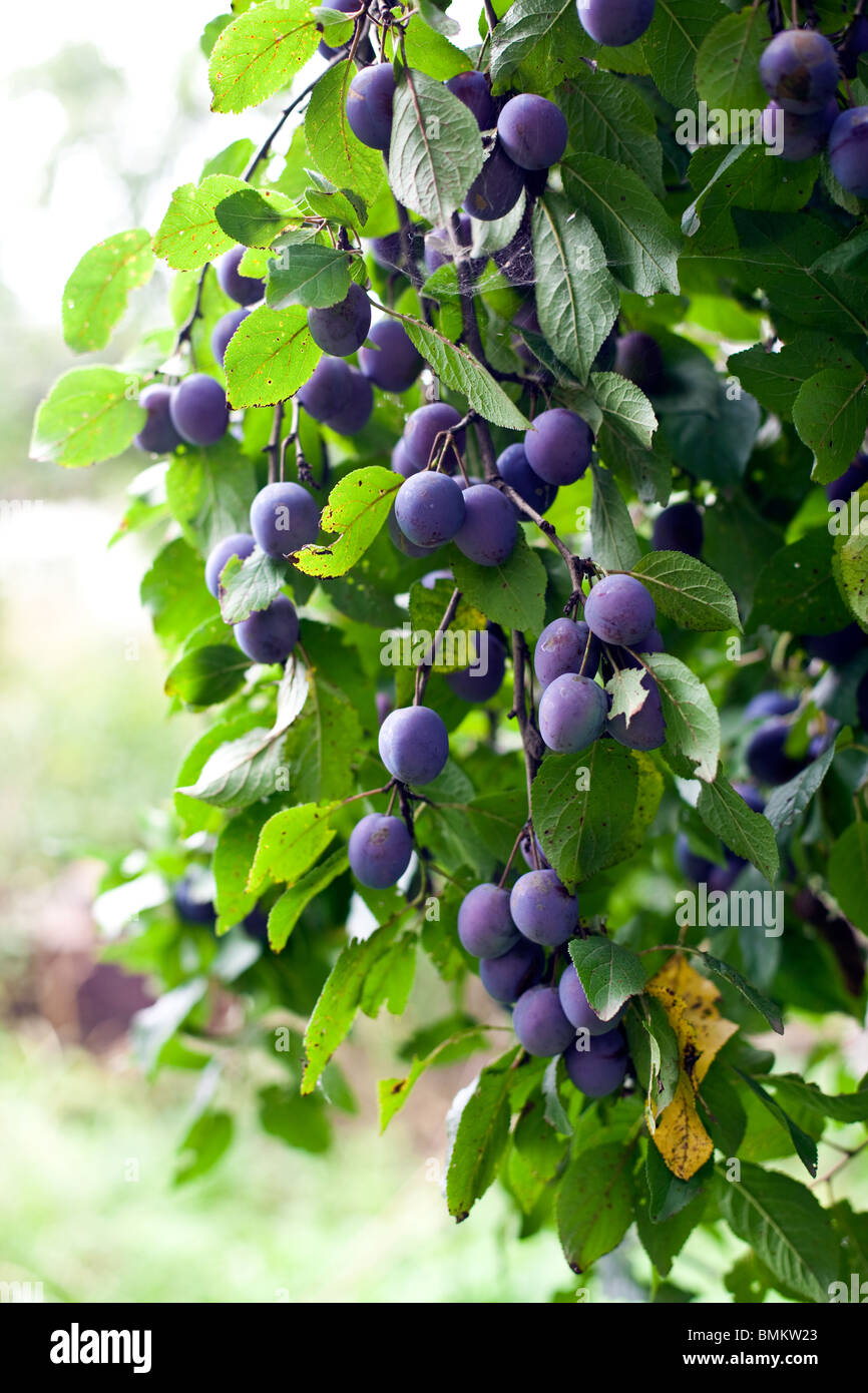 Susino nel giardino sovradimensionate. piccola impugnatura. colpo verticale Foto Stock
