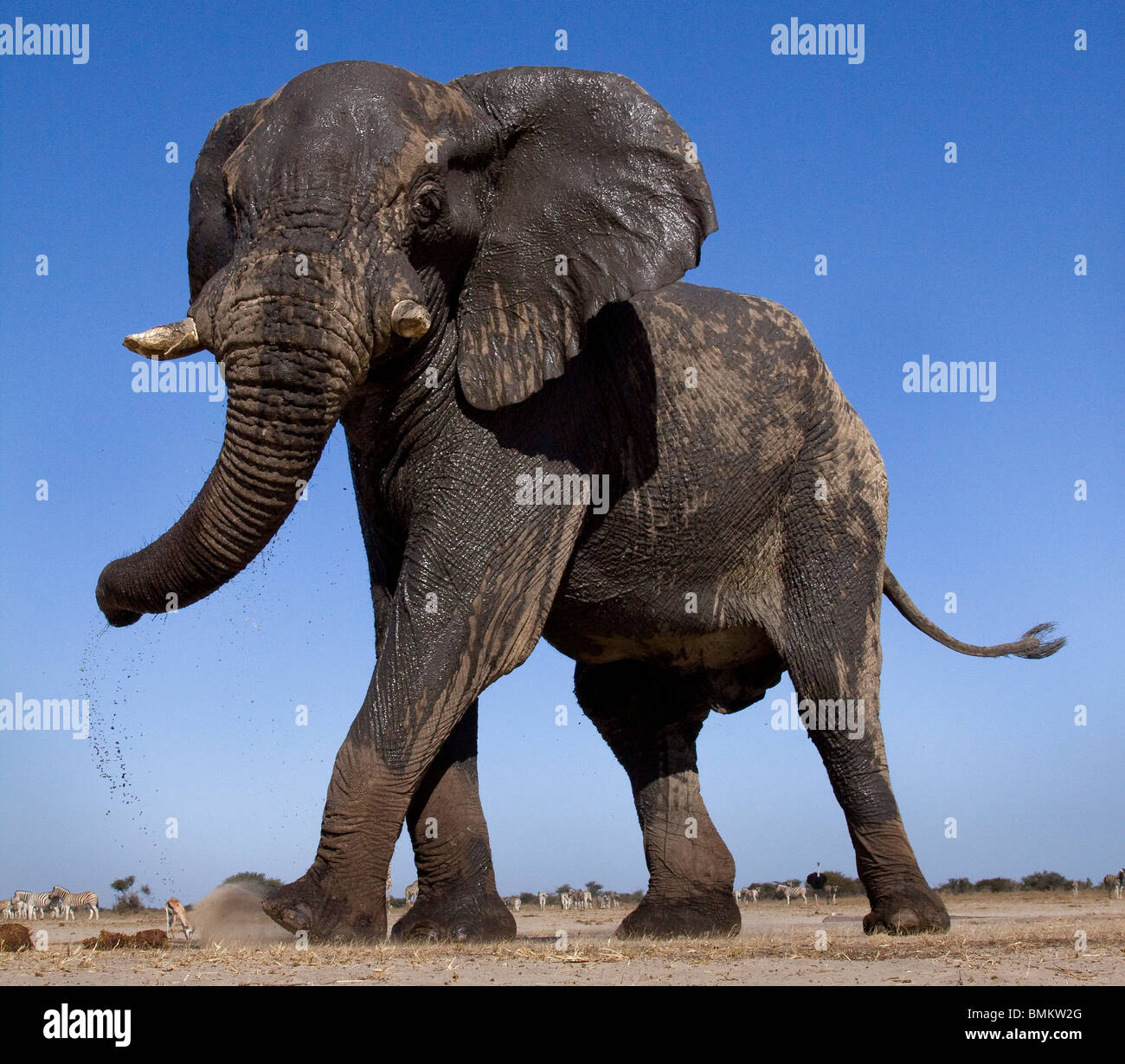 Basso angolo di elefante, Etosha Pan, Namibia Foto Stock