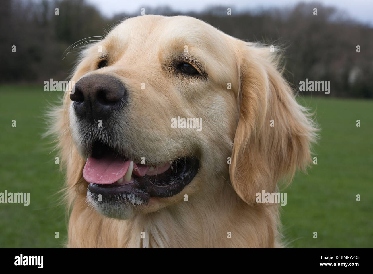 Ritratto di Golden Retriever cane Foto Stock