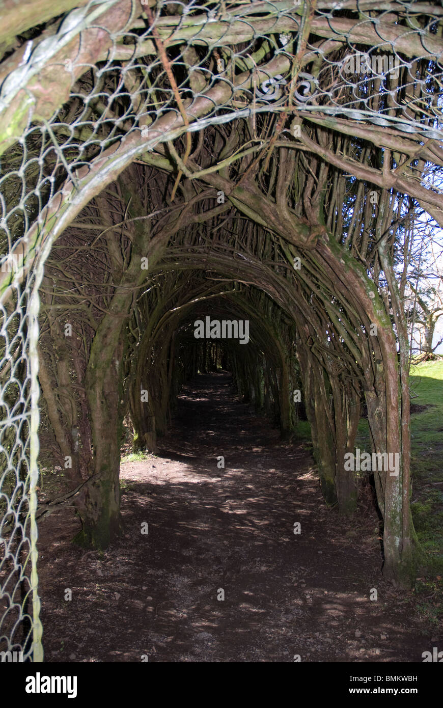 Il tunnel di alberi in giardini Trevarno, Cornwall Regno Unito Foto Stock