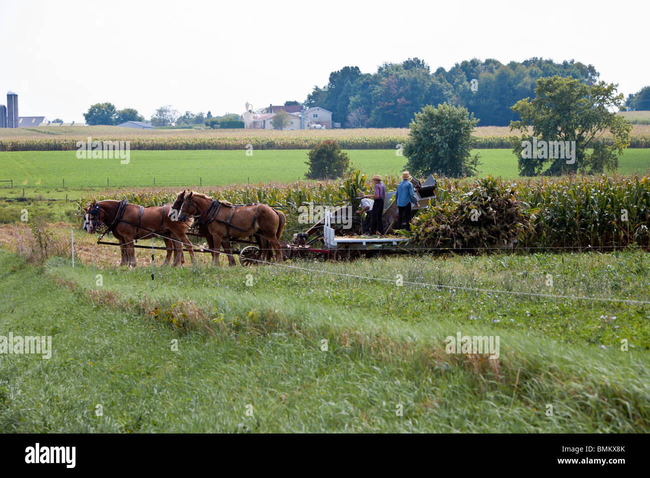 Lancaster County, PA - Settembre 2009 - famiglia Amish raccolta del mais con cavalli e carri in Lancaster County Pennsylvania Foto Stock
