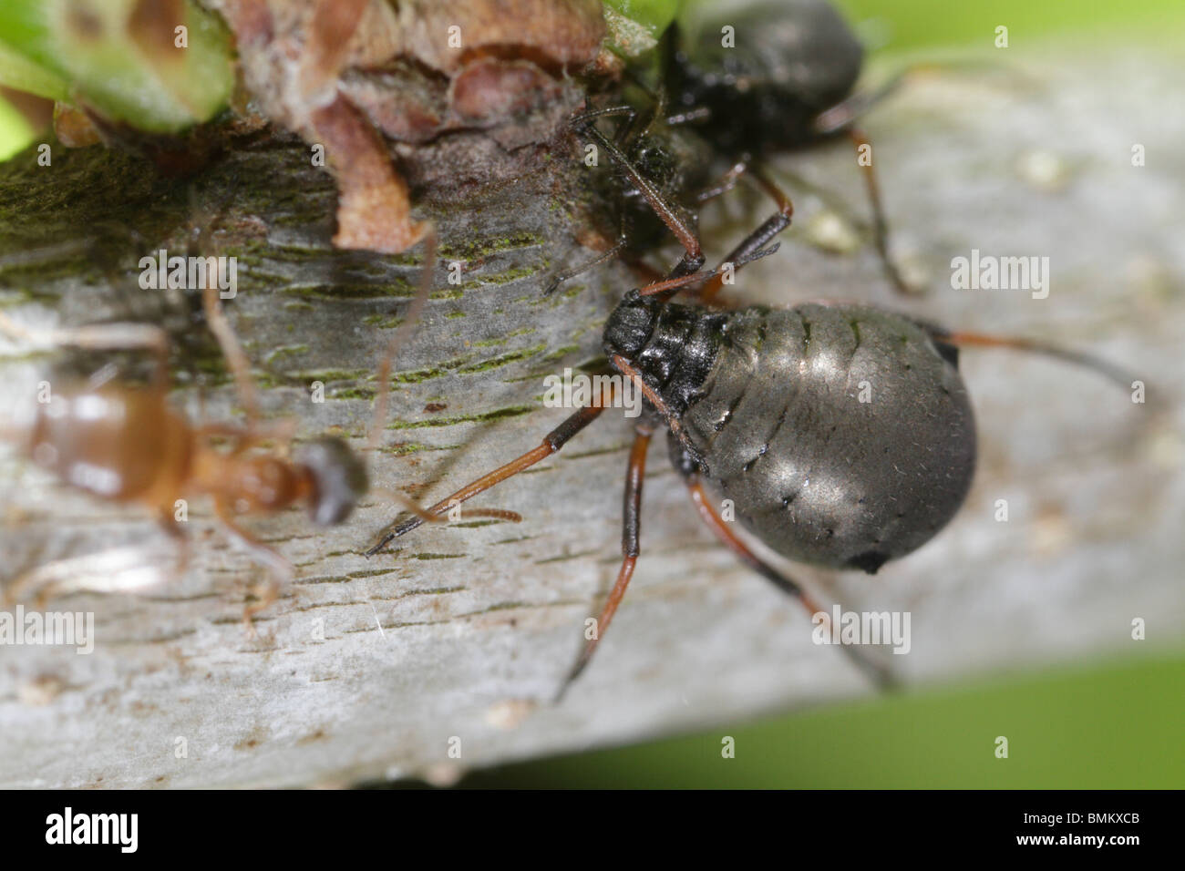 Adulto Lachnus roboris afidi su un albero di quercia, tendevano a da Nero Garden formiche (Lasius niger) Foto Stock