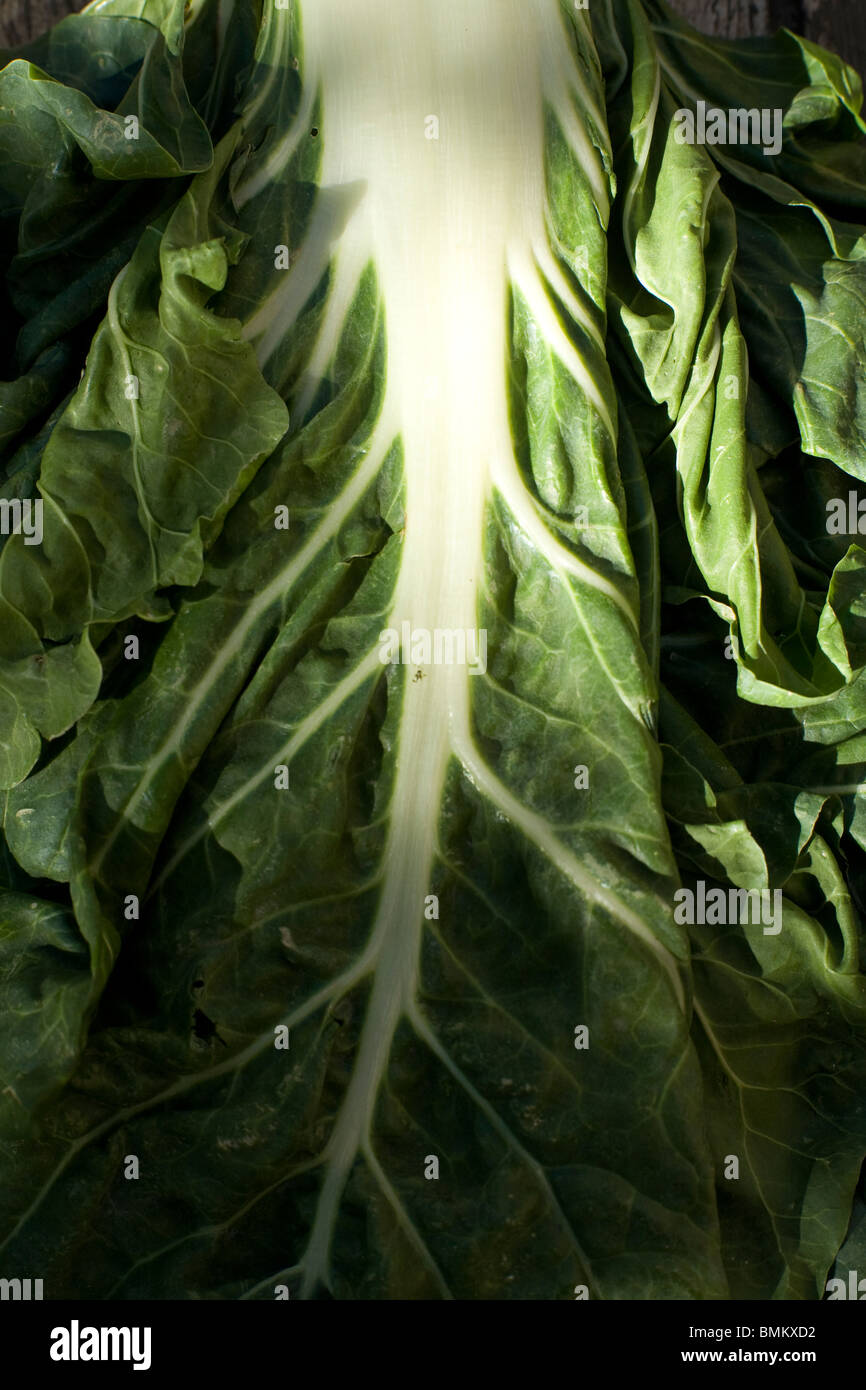 Organici di bietole (Beta vulgaris) cresciuto in Provenza, il sud della Francia. Foto Stock