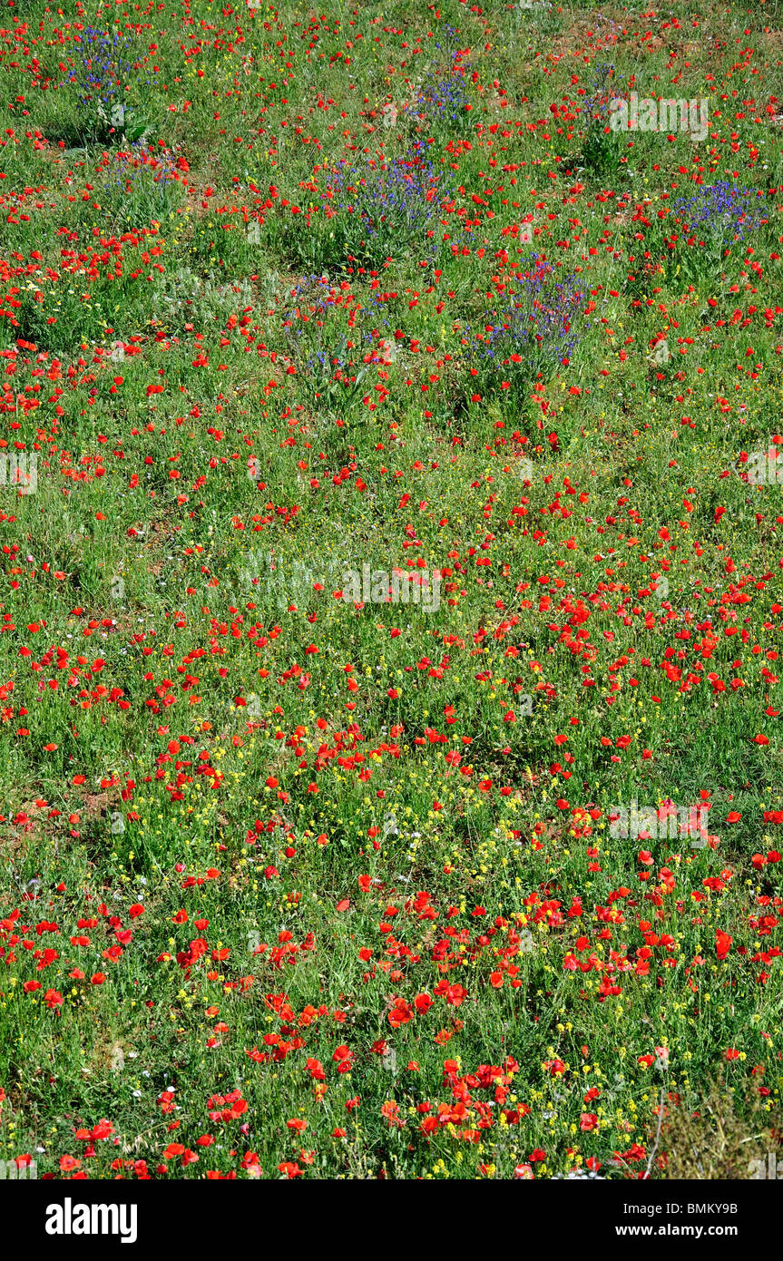 Campo di papaveri vicino a Port de Sant Miquel, Ibiza, Isole Baleari, Spagna Foto Stock