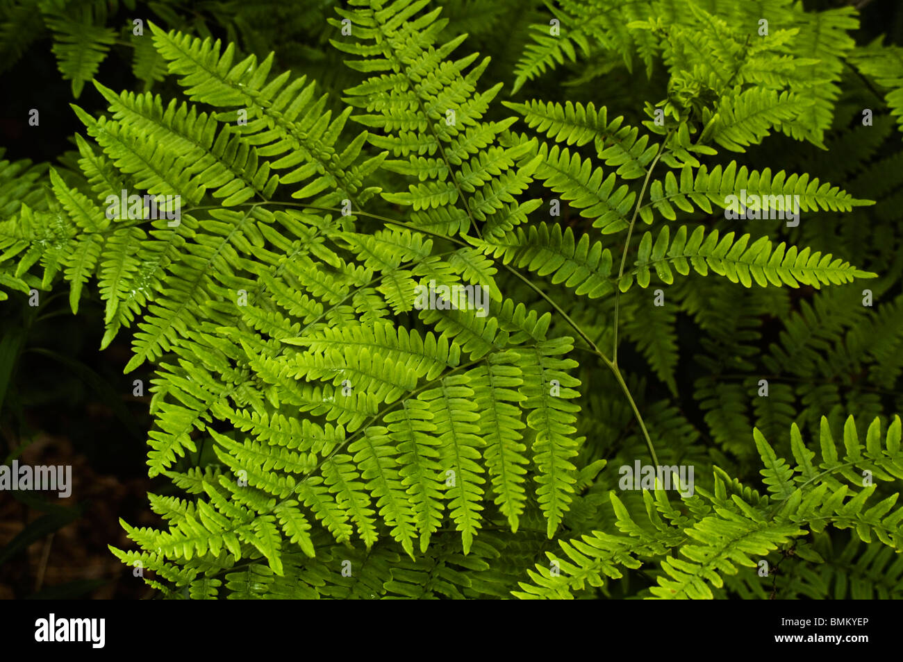 Close up Bracken fern cresce su un suolo della foresta nella contea di Muskegon, Michigan, Stati Uniti d'America Foto Stock