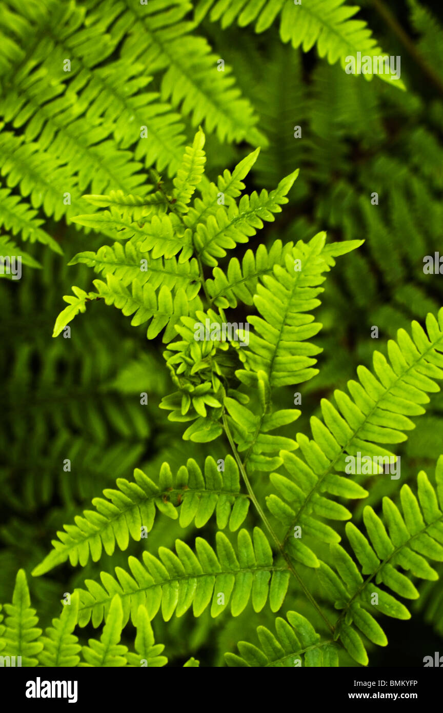 Close up Bracken fern cresce su un suolo della foresta nella contea di Muskegon, Michigan, Stati Uniti d'America Foto Stock