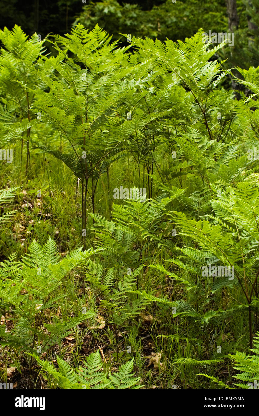 Felci, Bracken, in una apertura di una foresta del Michigan Foto Stock