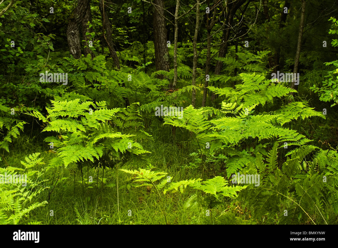 Felci, Bracken, in un'apertura in una foresta del Michigan. Foto Stock
