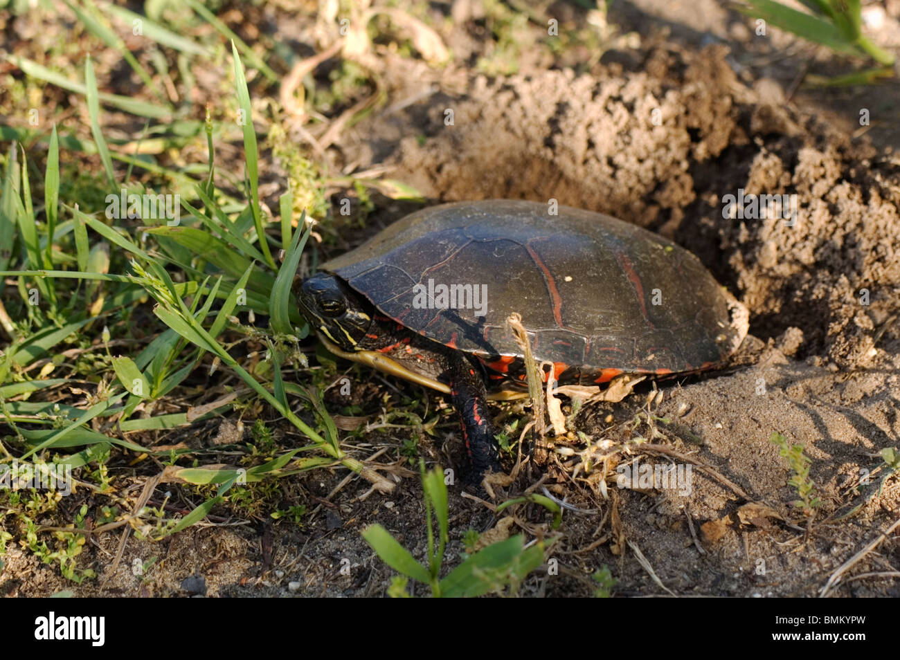 Tartaruga la deposizione delle uova nel suolo sabbioso Foto Stock