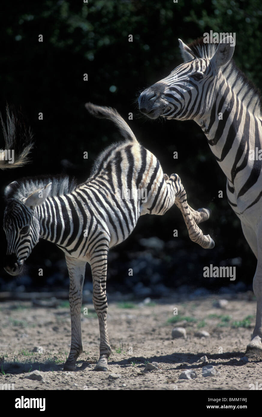 La Namibia, il Parco Nazionale di Etosha, giovani pianure Zebra (Equus burchelli) dà dei calci a madre dal foro per l'acqua Foto Stock