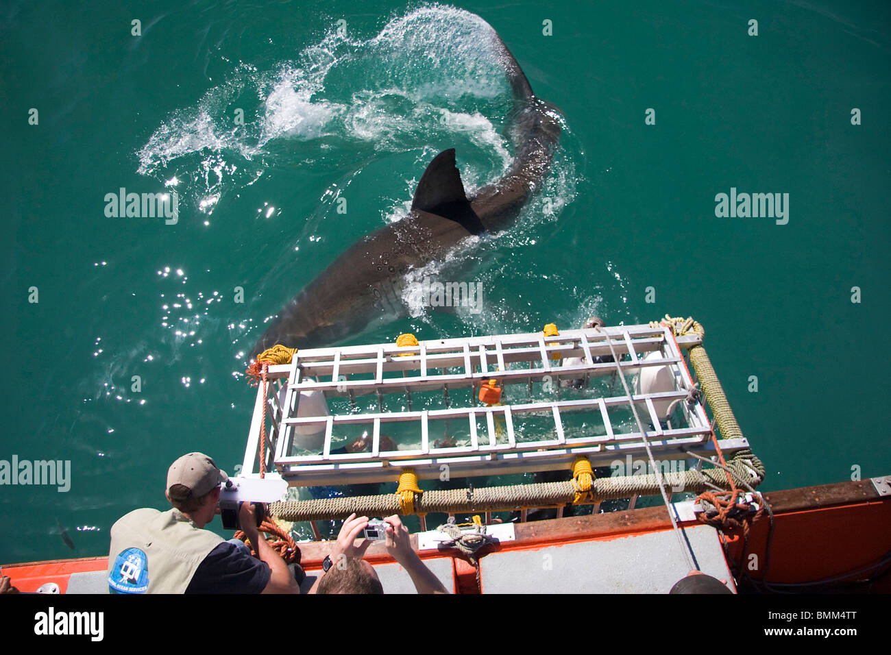 Hermanus, Sud Africa. Alcune della leggendaria grande squalo bianco immersioni subacquee al largo della costa della Mosselbaai (Mossel Bay). Foto Stock