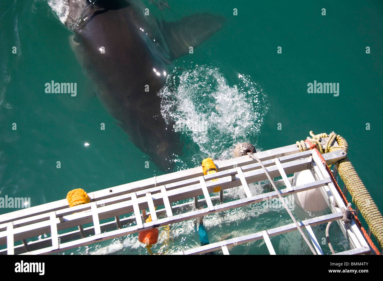 Hermanus, Sud Africa. Alcune della leggendaria grande squalo bianco immersioni subacquee al largo della costa della Mosselbaai (Mossel Bay). Foto Stock