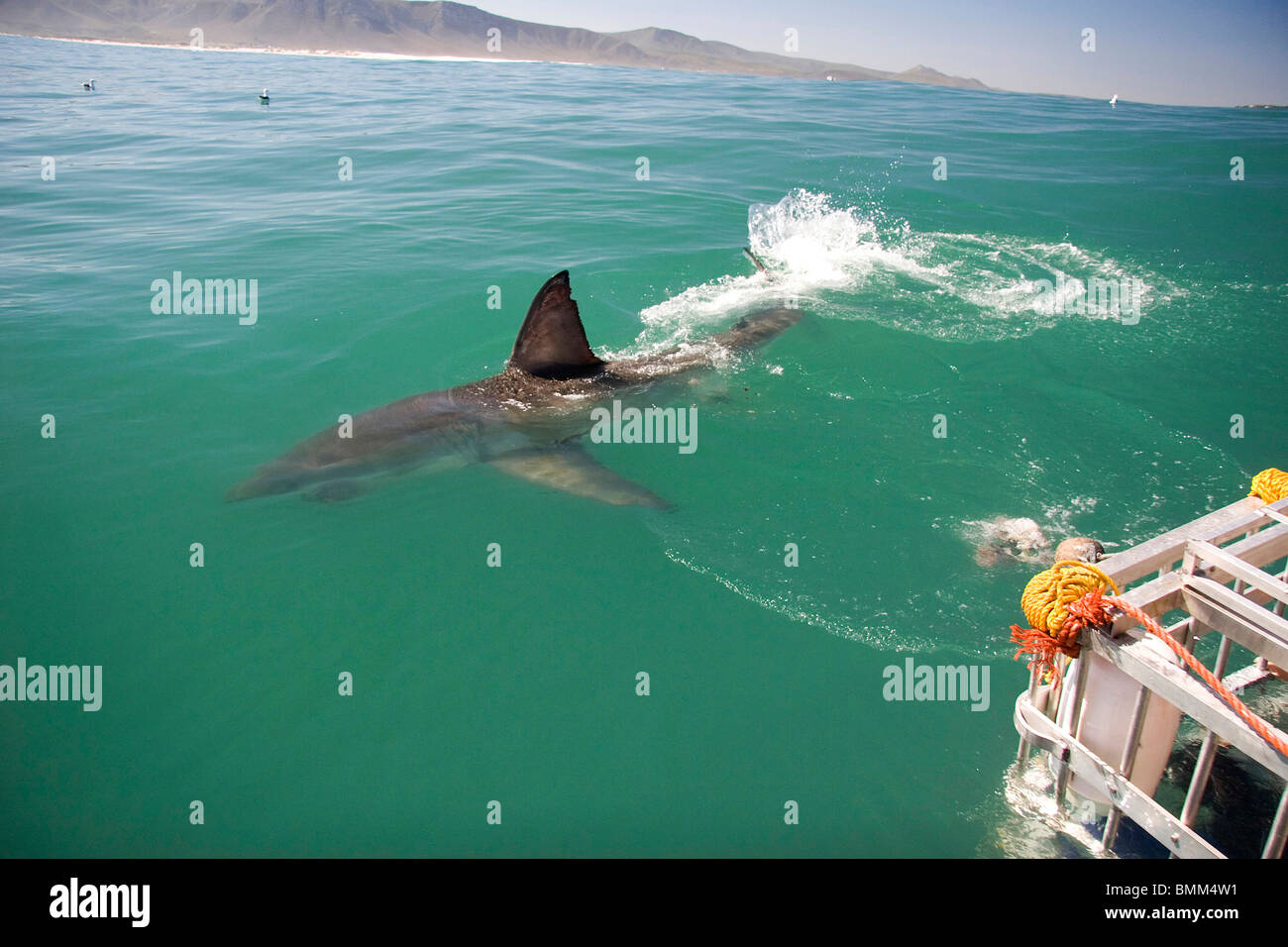 Hermanus, Sud Africa. Alcune della leggendaria grande squalo bianco immersioni subacquee al largo della costa della Mosselbaai (Mossel Bay). Foto Stock