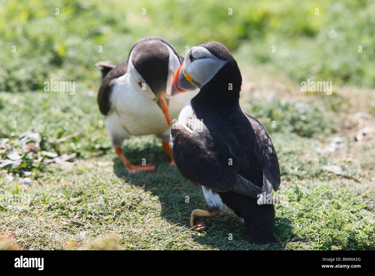 Puffin tornando con la caviglia rotta Foto Stock