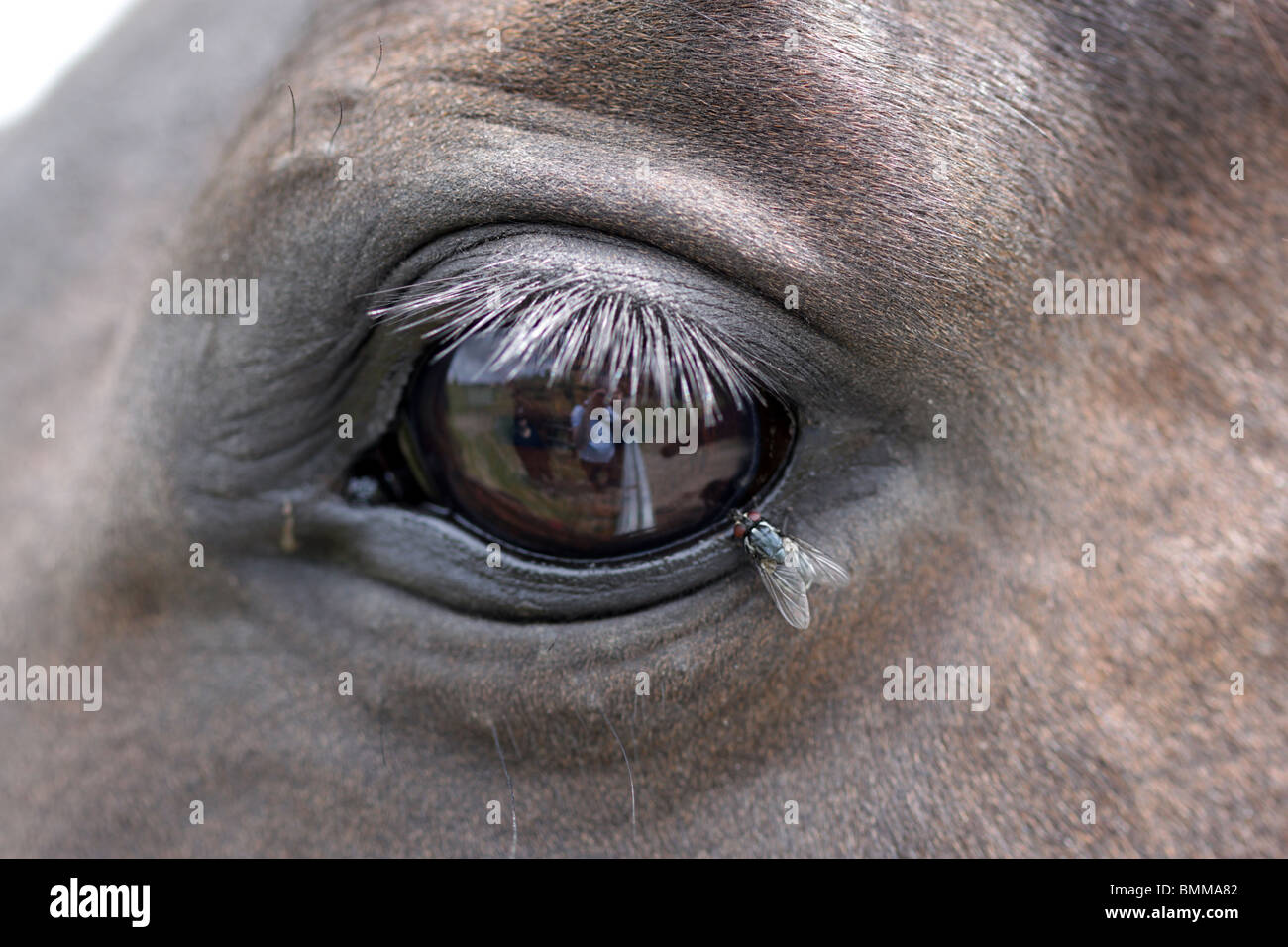 Close up red eyed volare a cavallo eye Foto Stock