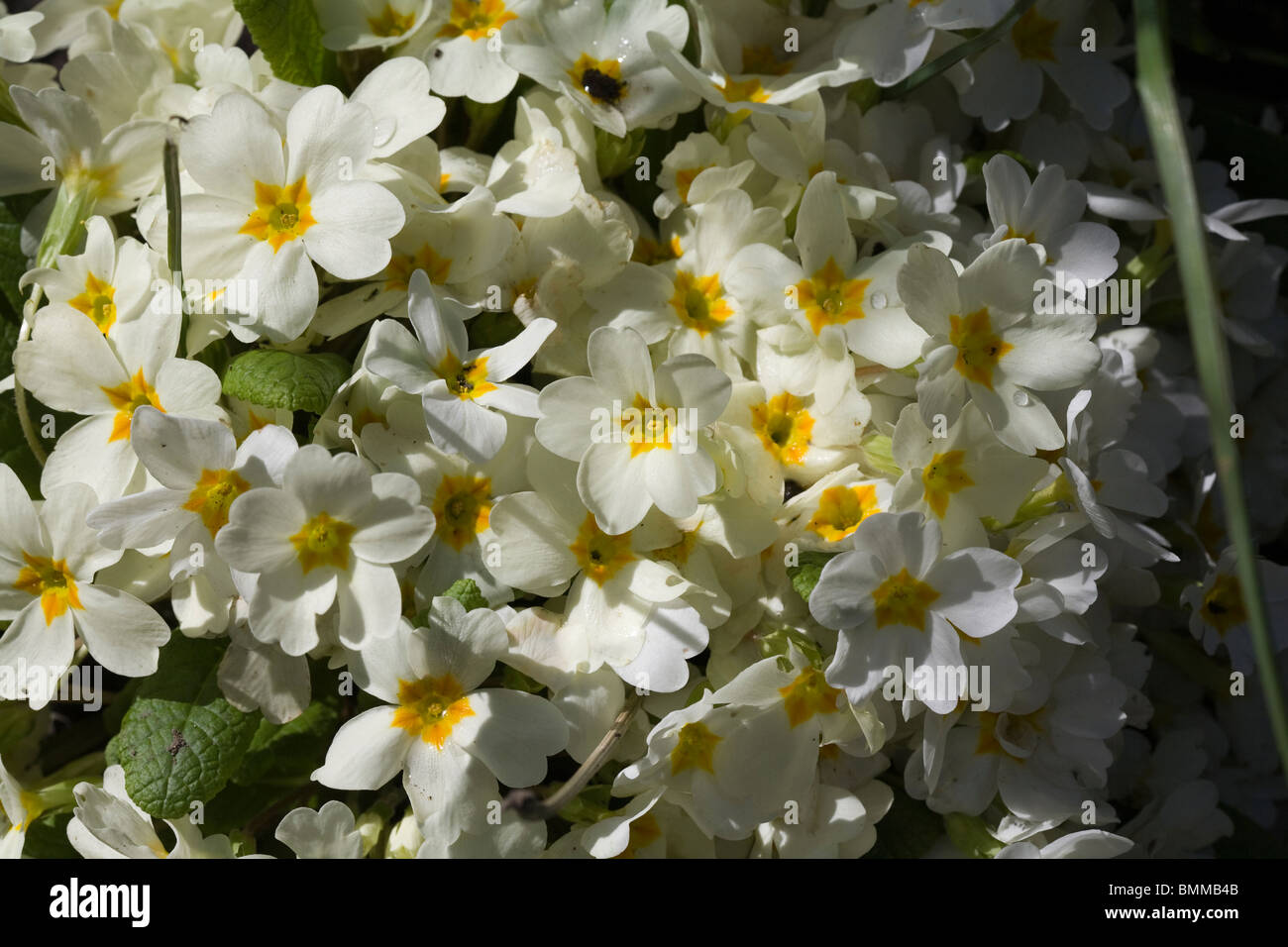 Giallo primule in un giardino di cheshire england Foto Stock