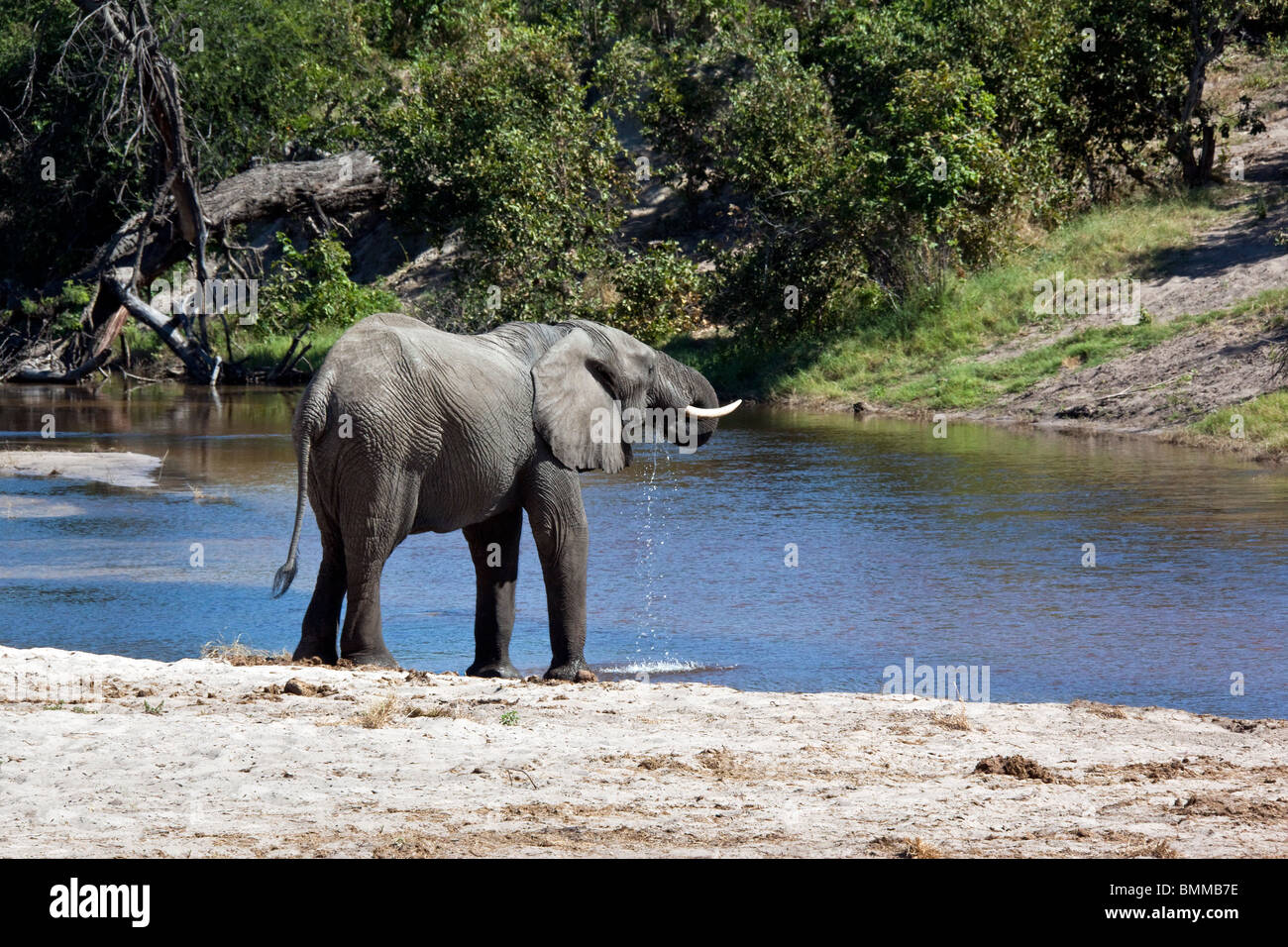 Un elefante africano (Loxodonta africana) bere dal recente invaso canale Savuti nel nord del Botswana. Foto Stock