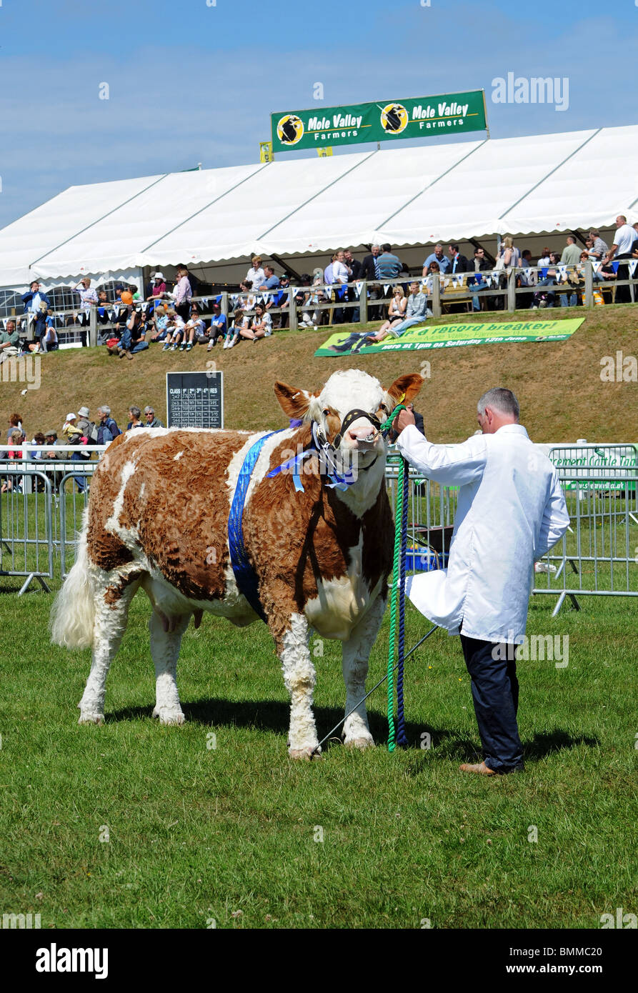 Il grand champion beef cow presso il Royal Cornwall show, St Albans,cornwall, Regno Unito Foto Stock