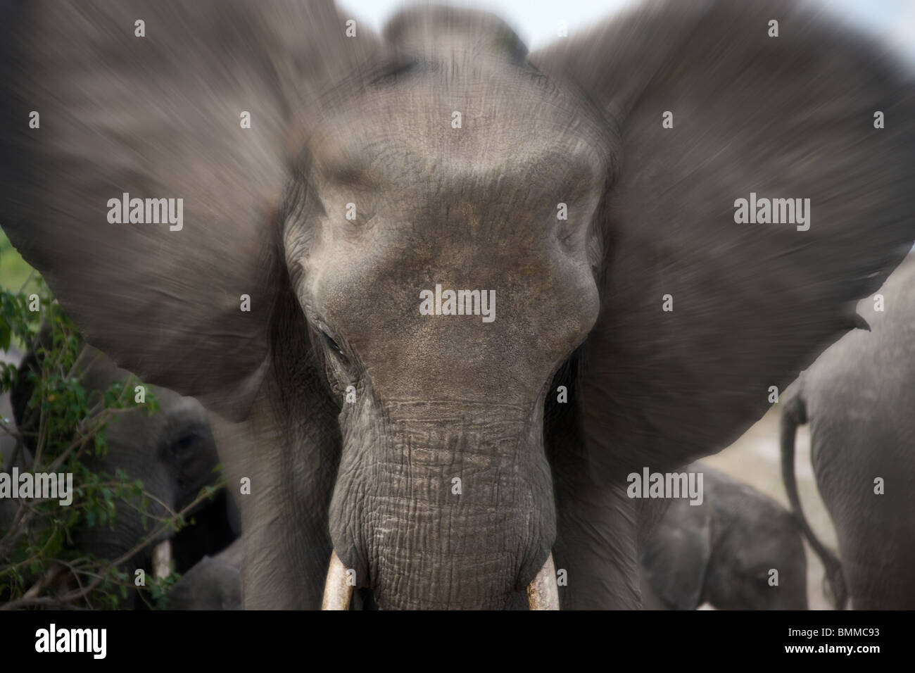 Una carica di elefante africano (Loxodonta africana) nella regione di Savuti del nord del Botswana. Foto Stock