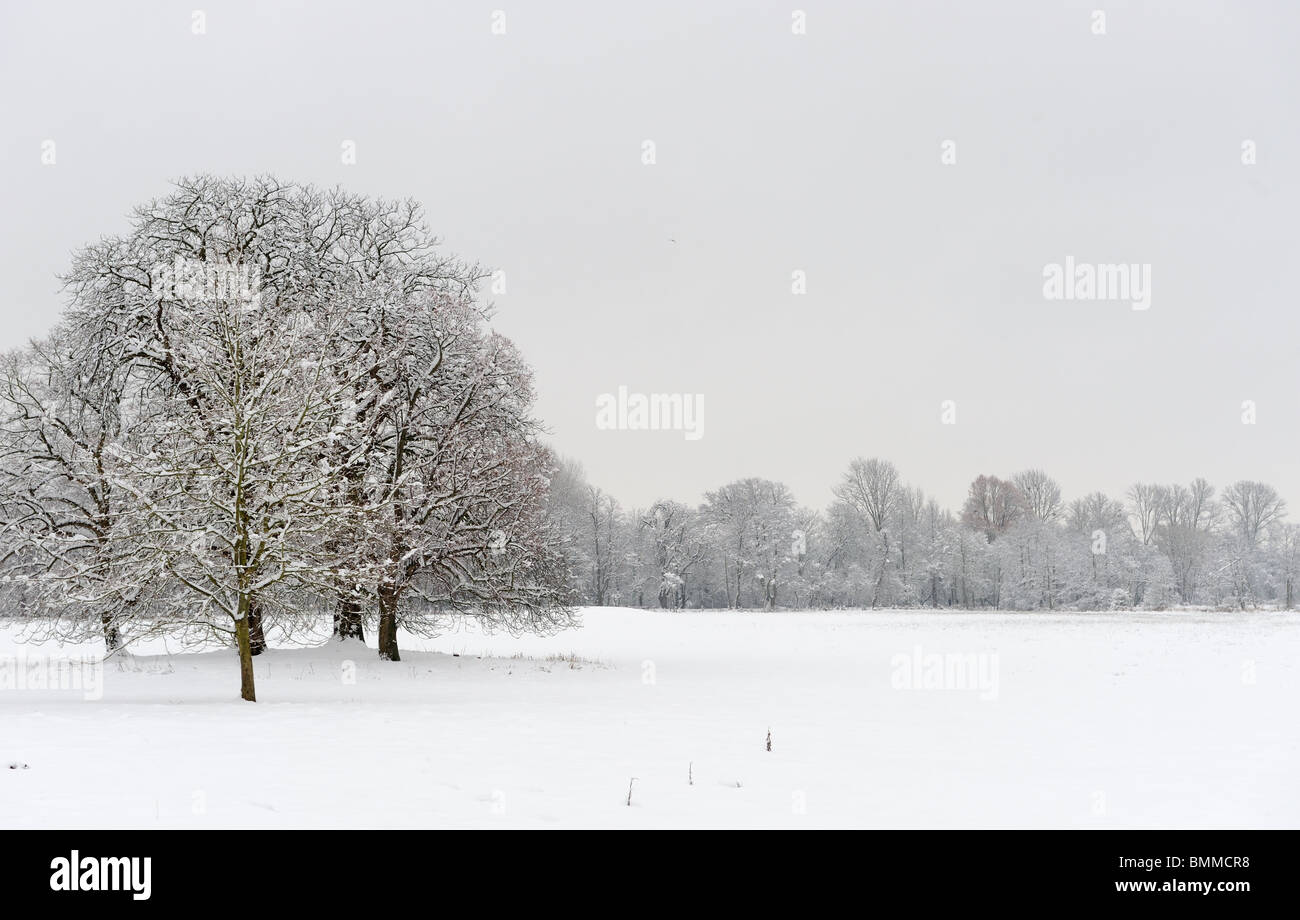 Coperta di neve alberi Foto Stock