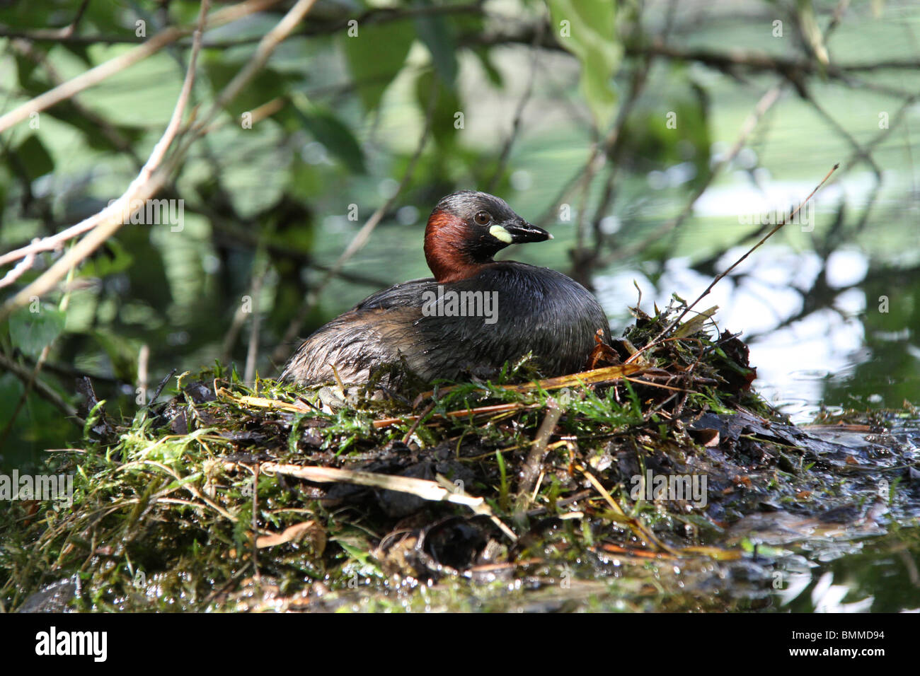 Tuffetto o dabchick (Tachybaptus ruficolis) seduto sul nido Foto Stock