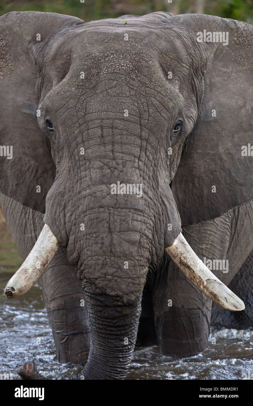 Un africano Bull Elefante africano (Loxodonta africana) attraversando il recentemente invaso canale Savuti nella regione di Savuti del Botswana. Foto Stock