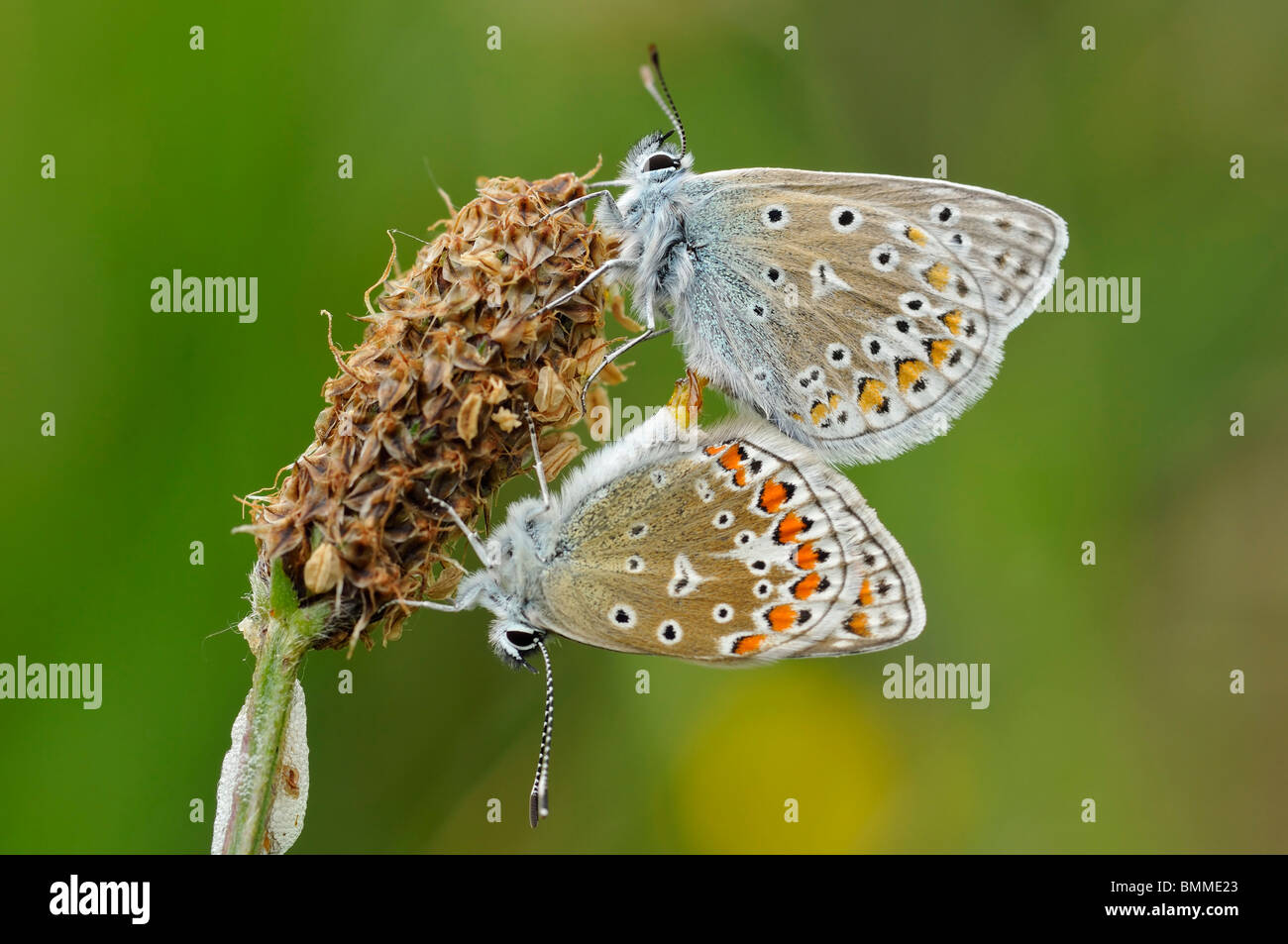 Comune di Blue Butterfly - Polyommatus icarus coppia coniugata su Ribwort piantaggine seme head Foto Stock