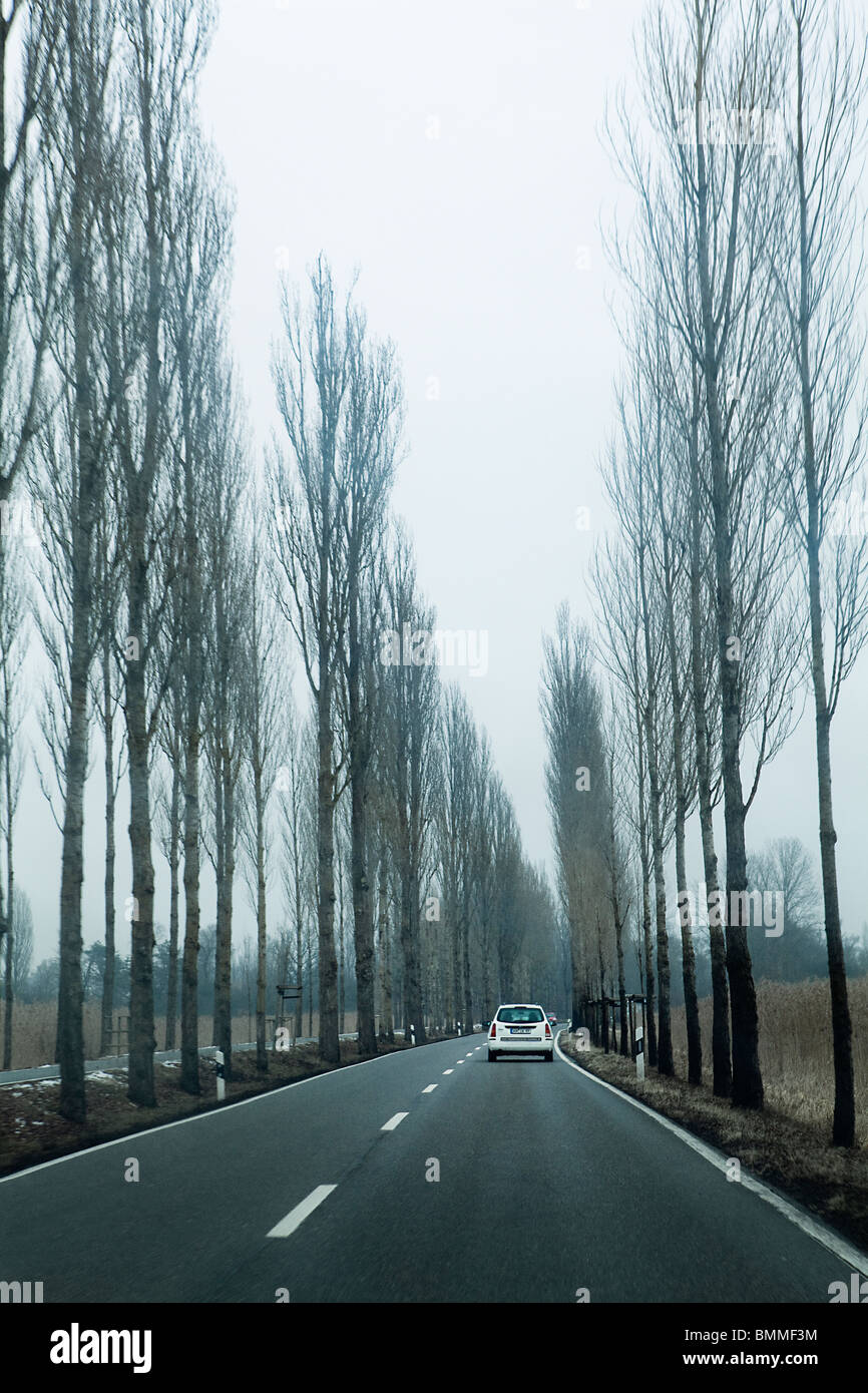 Stretto strada aperta circondata da alberi di pioppo,Baden Wurtemberg,Germania Foto Stock