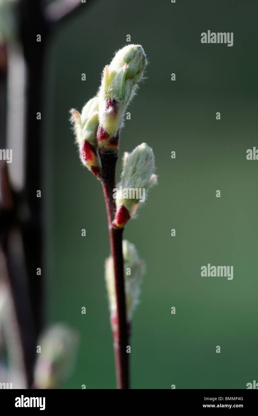 Amelanchier alnifolia saskatoon berry serviceberry sarvisberry juneberry germoglio di fiore di primavera Foto Stock