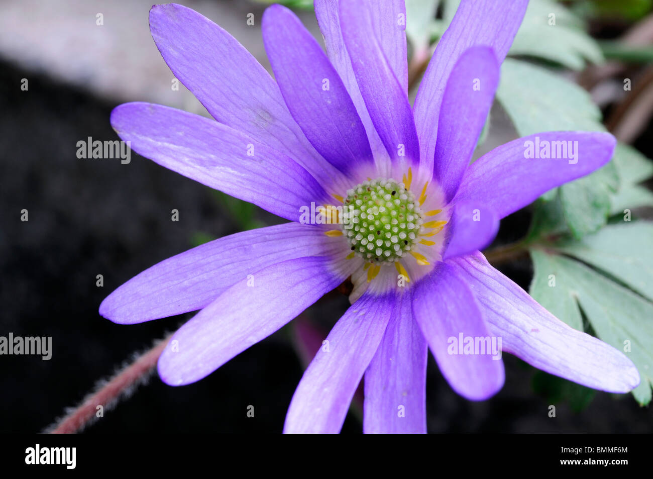 Anemone blanda Rosa Star Windflower perenne tuberosa daisy-come la fioritura primaverile fiore blu fiore Foto Stock