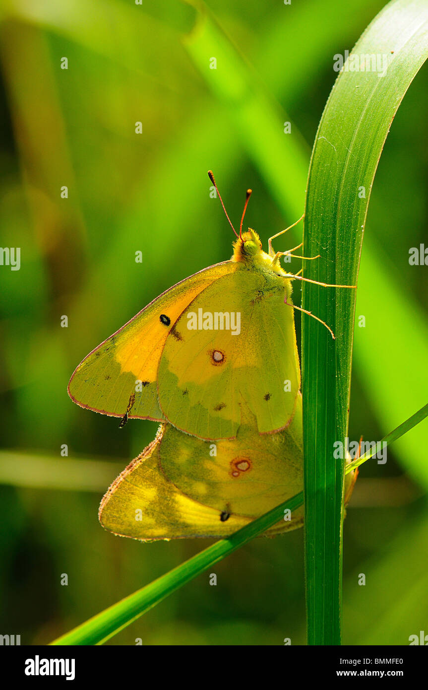 Arancione accoppiamento di zolfo Foto Stock