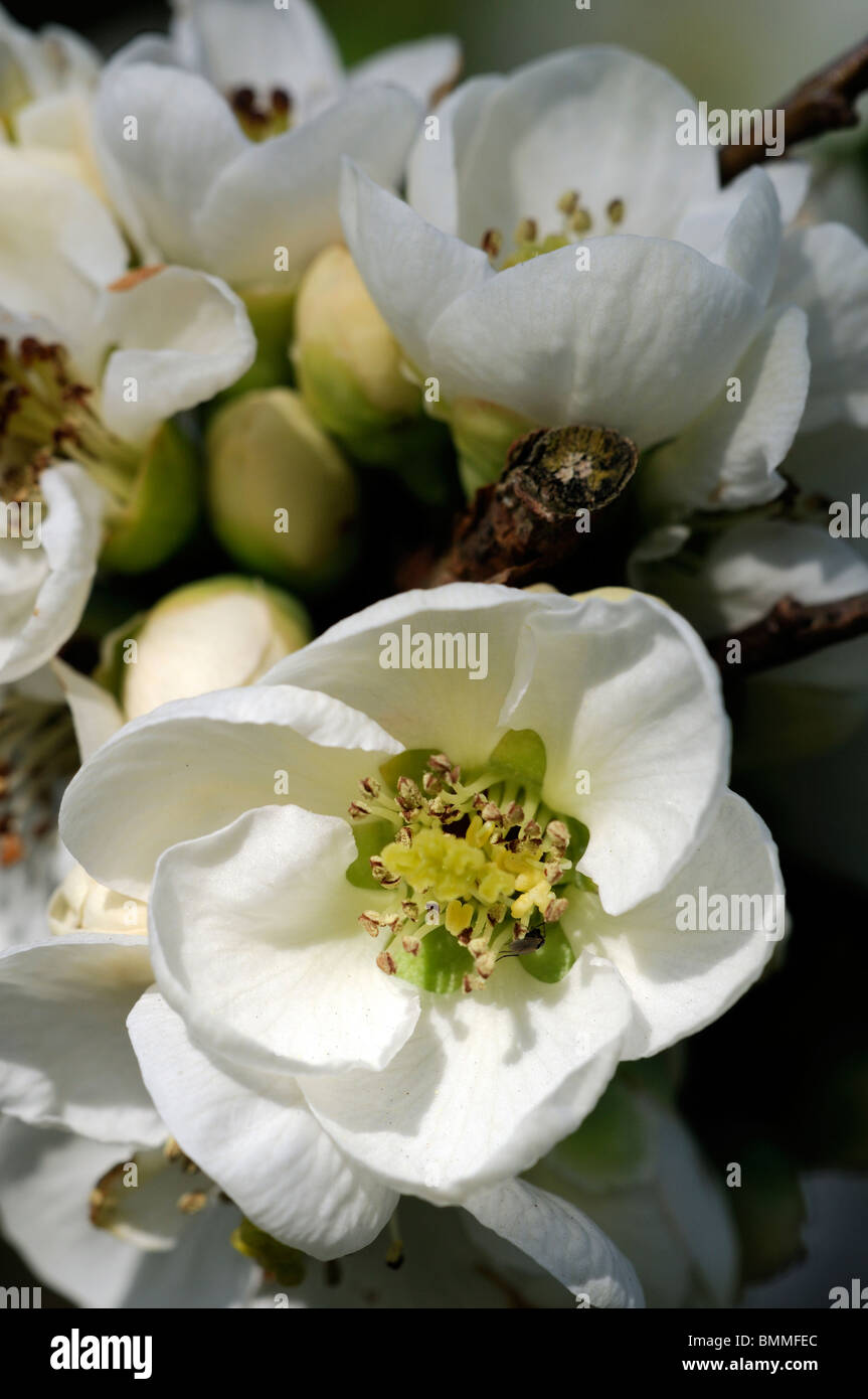 Fioritura di mela cotogna Chaenomeles speciosa etna cultivar hardy arbusto Fiori Bianco fiore di primavera fioriscono blossom Foto Stock
