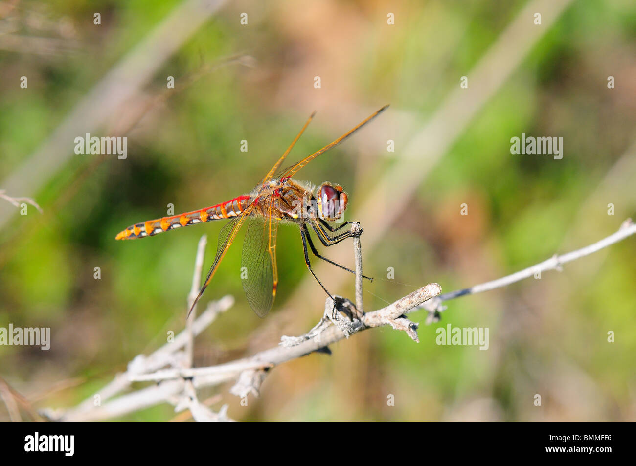 Le variegate Meadowhawk Foto Stock