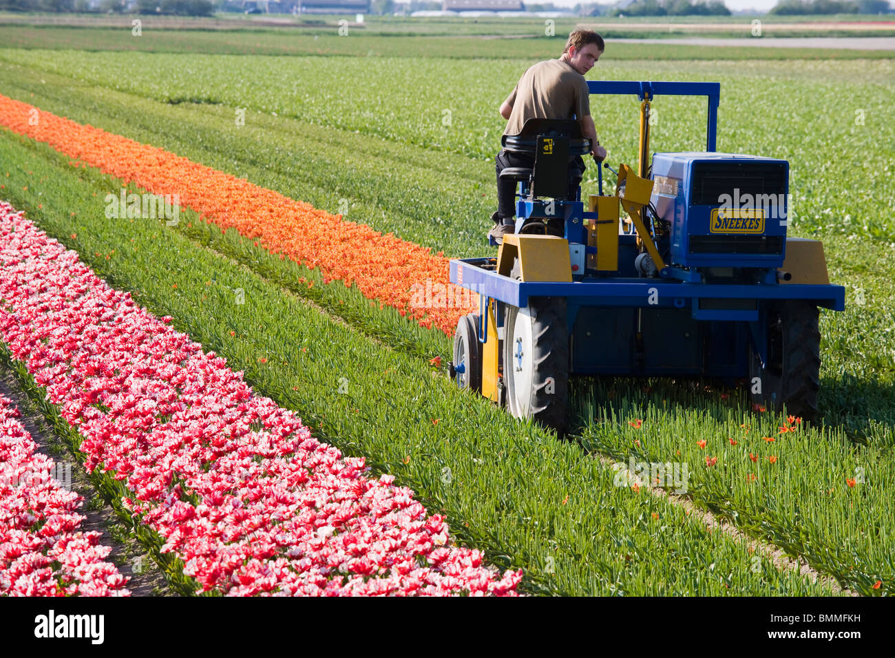 Un agricoltore olandese di tulipani di taglio, il punto morto deadheading tulipani con macchinari agricoli. Holland, vicino a Alkmaar nei Paesi Bassi. Foto Stock
