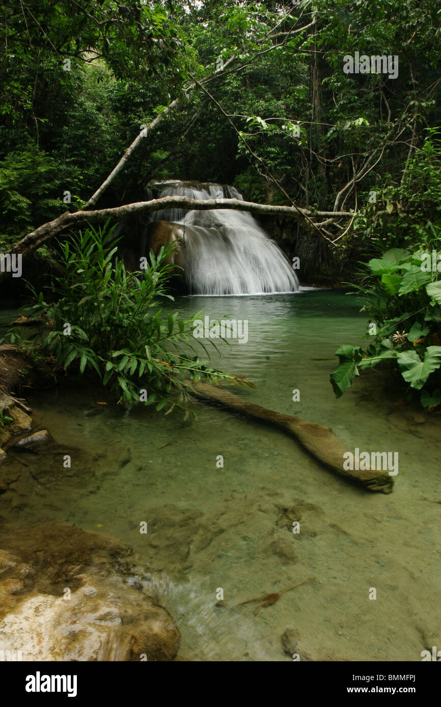Una bella cascata precipita in un chiaro piscina verde Foto Stock