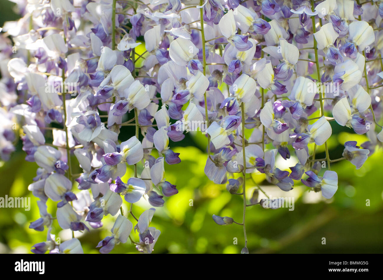 Blu fiori di glicine in giardino inglese Foto Stock