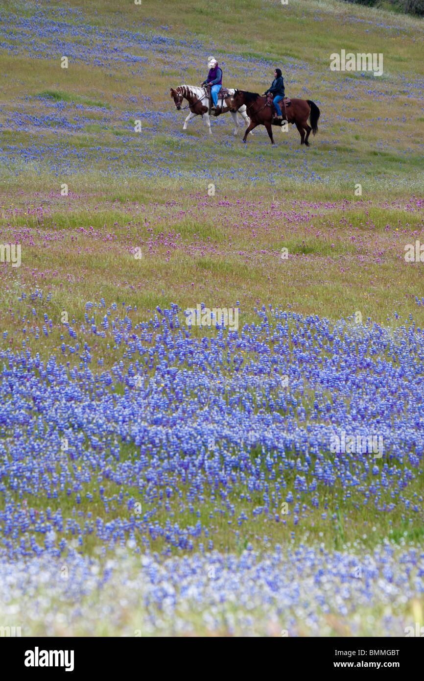 Due donne equitazione cavalli in un campo colorato di fiori selvatici in California centrale Foto Stock