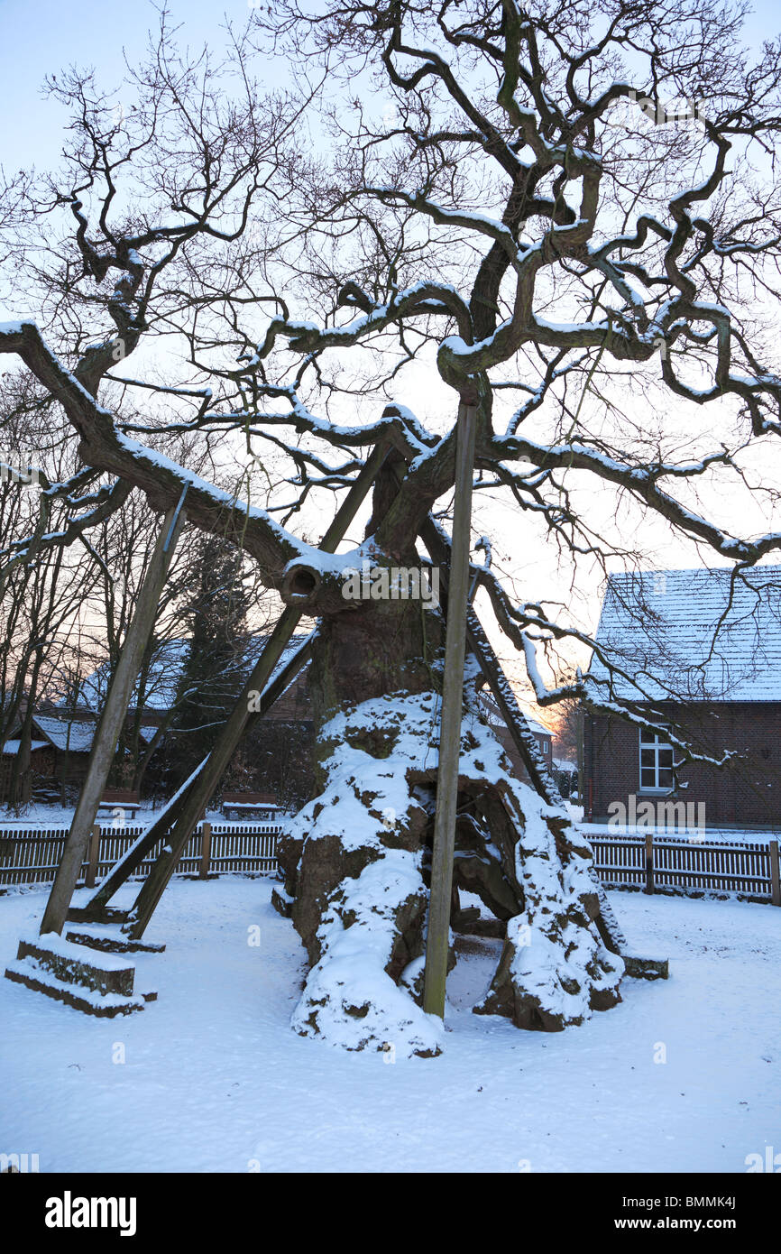 Mittelalter, Femegericht, Femeiche in Raesfeld-Erle, Naturpark Hohe Mark, Muensterland, Niederrhein, Renania settentrionale-Vestfalia Foto Stock