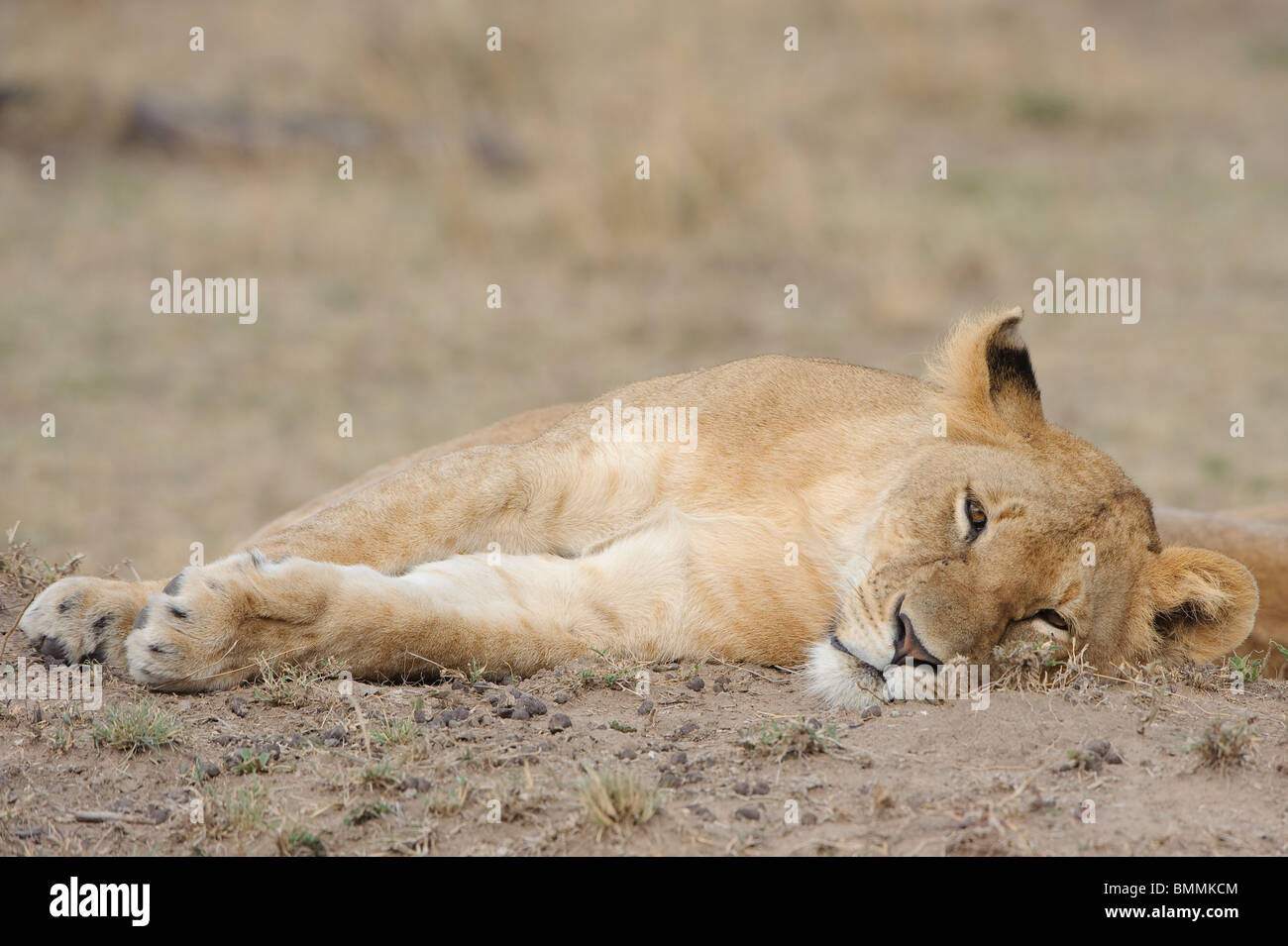 Lion (Panthera leo) cub in appoggio, il Masai Mara Game Reserve, Kenya Foto Stock