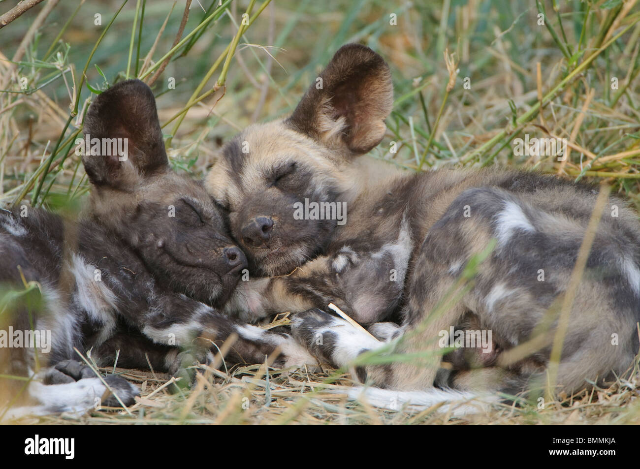 African Wild Dog (Lycaon pictus) cuccioli dormire in erba, Riserva di Mashatu, Northern Tuli Game Reserve, Botswana Foto Stock
