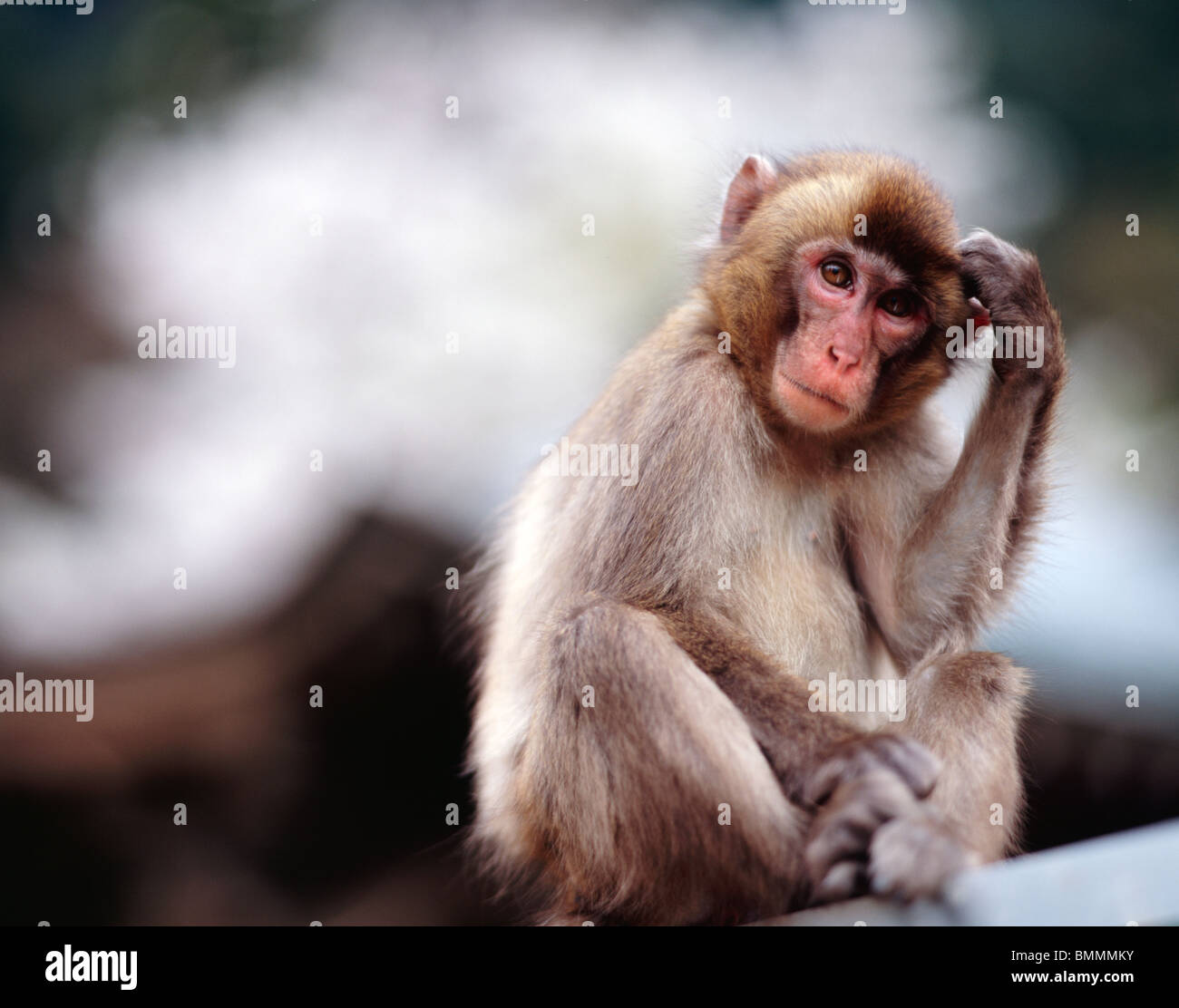 Macaque giapponese a Monte Takasaki Oita City, nei pressi di Beppu, prefettura di Oita, Kyushu in Giappone. Foto Stock
