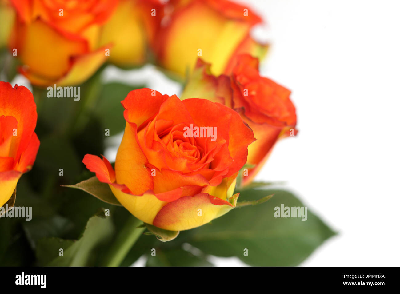 Mazzo di rose arancione Foto Stock