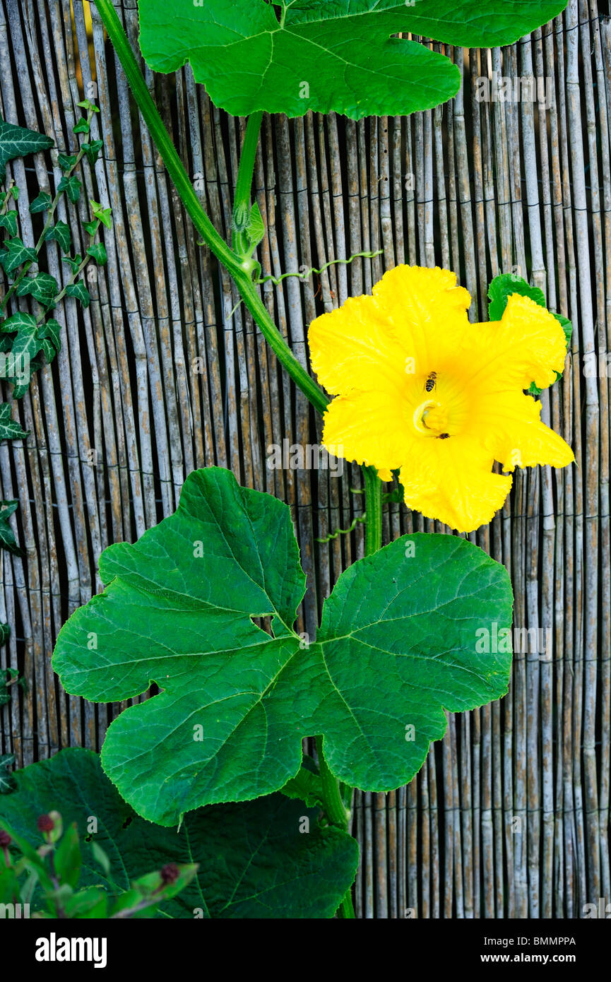 Un giallo fiore di cetriolo su una viticoltura in su una recinzione. Un'ape visitando il fiore per fecondarla. Foto Stock