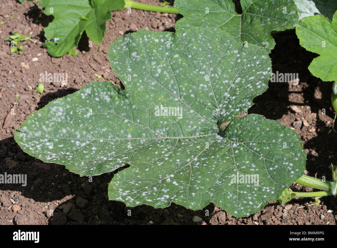 CURCURBIT oidio (Erysiphe cichoracearum) mostra lo sviluppo della muffa sulle foglie di midollo Foto Stock